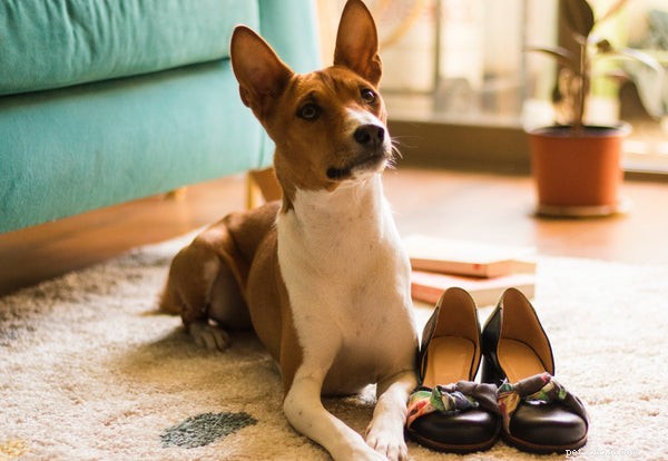 Découvrez ces 7 meilleures races de chiens pour les appartements