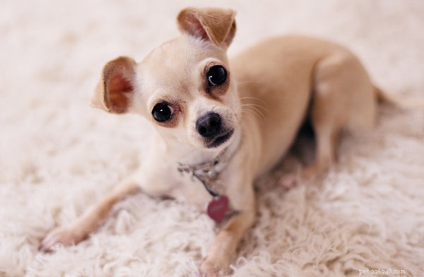 Bekijk deze top 7 beste hondenrassen voor appartementen