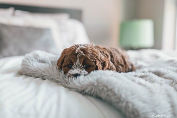 Bekijk deze top 5 symptomen van zieke honden die u moet kennen
