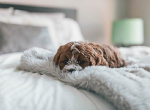 Podívejte se na těchto 5 nejčastějších příznaků nemocných psů, které byste měli vědět