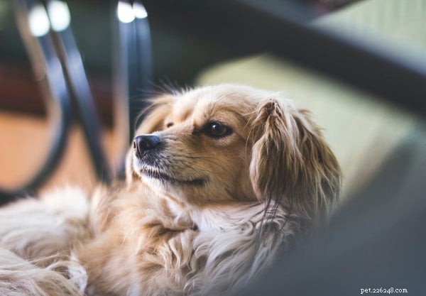 Podívejte se na těchto 5 nejčastějších příznaků nemocných psů, které byste měli vědět