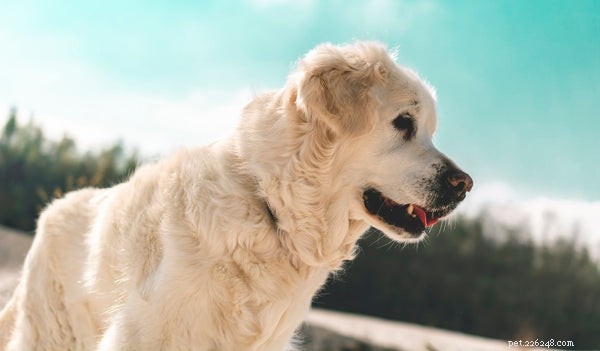 Guarda questi 5 principali sintomi di cani malati che dovresti conoscere