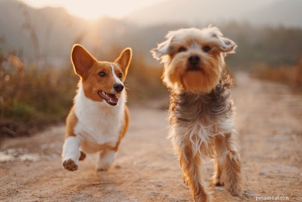 Co je Omega 3 pro psy a proč je tak důležitá