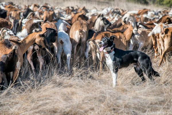 Tudo o que você precisa saber sobre as incríveis raças de cães pastores