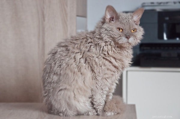 Wil je een kat met krullend haar? Hier leest u hoe u er een kunt krijgen