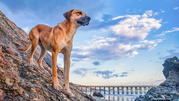 Vad är Cur-hundrasen:Se dessa 5 fantastiska saker om Cur-hundar