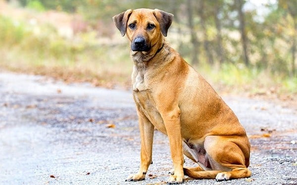 Qual ​​é a raça do cão Cur:veja estas 5 coisas incríveis sobre cães Cur
