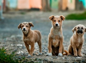 Délka života psa:Podívejte se na těchto 5 hlavních ovlivňujících faktorů