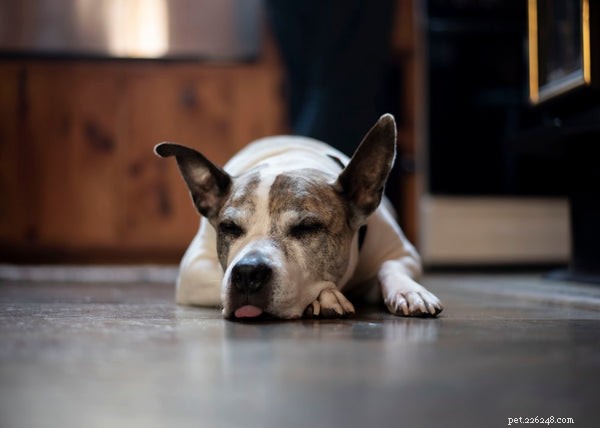 Dog Paw Moisturizer:wanneer moet je voor de voeten van je pups zorgen