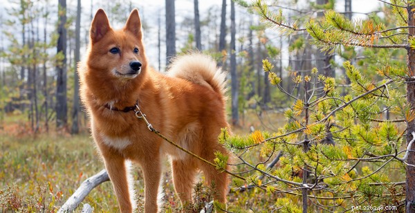 Собаки с кудрявыми хвостами:посмотрите на эти удивительные породы