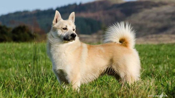 巻き毛の尾を持つ犬：これらの素晴らしい品種をチェックしてください 