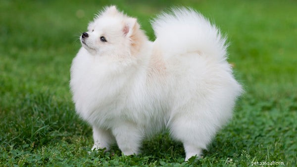 巻き毛の尾を持つ犬：これらの素晴らしい品種をチェックしてください 