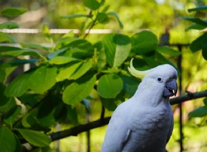 Tipy pro zlepšení délky života kakadu