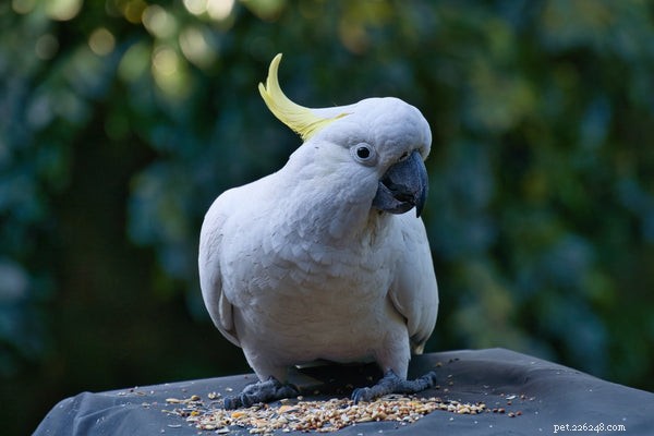 Tipy pro zlepšení délky života kakadu