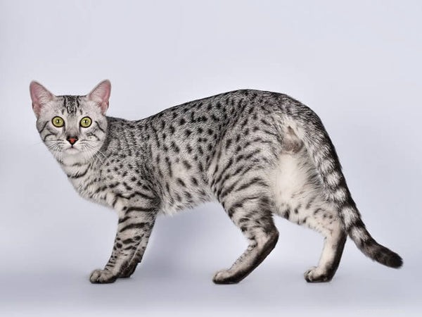 Kenmerken en feiten van de Egyptische Mau Cat