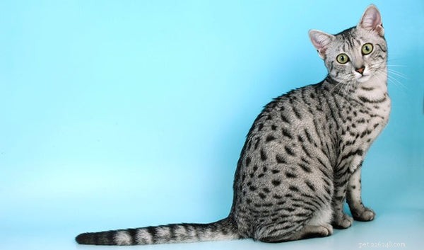 이집트 마우 고양이의 특징과 사실