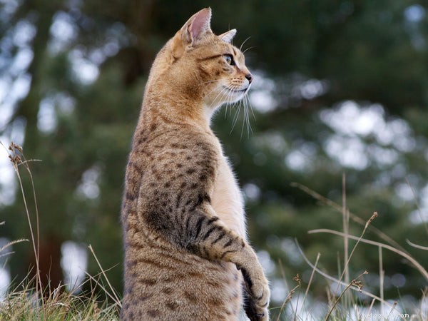 エジプシャンマウ猫の特徴と事実 