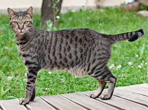 Kenmerken en feiten van de Egyptische Mau Cat