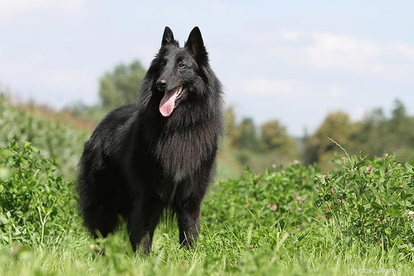 Dicas de cuidados para o cão pastor belga
