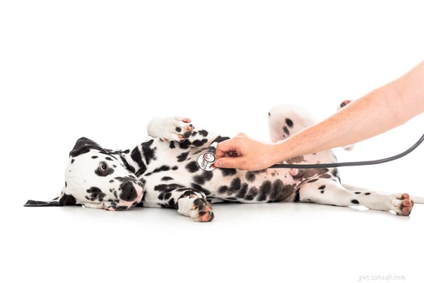 Hondenvaccinatieschema:wat u moet weten