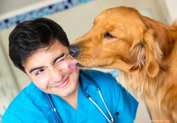 Schema för hundvaccination:Vad du behöver veta
