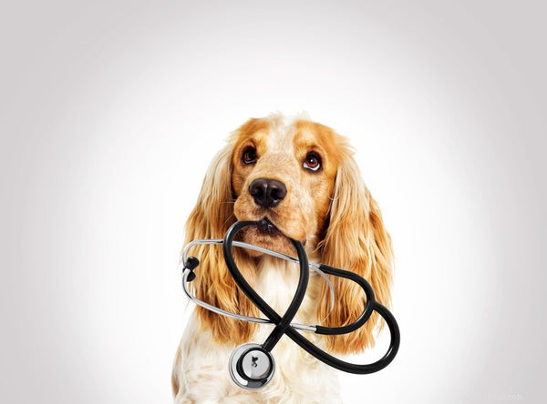 Cronograma de vacinação canina:o que você precisa saber