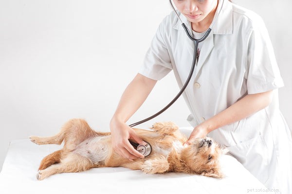 Programma di vaccinazione del cane:cosa devi sapere