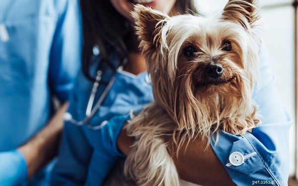 График вакцинации собак:что вам нужно знать