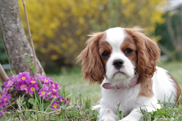 Coleira antipulgas para cães:protegendo seus amigos caninos