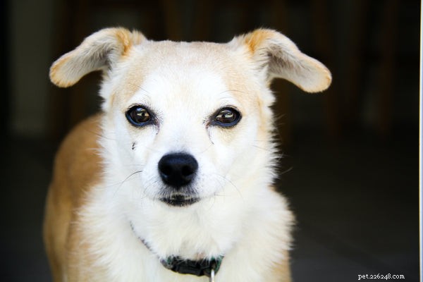 Collare antipulci per cani:proteggere i tuoi amici canini