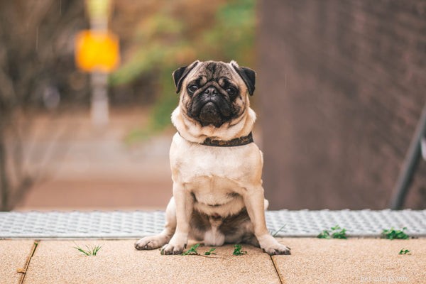 Collier anti-puces pour chiens :Protégez vos amis canins