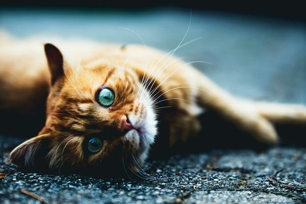 Zde je 5 nejčastějších nemocí koček, o kterých byste měli vědět