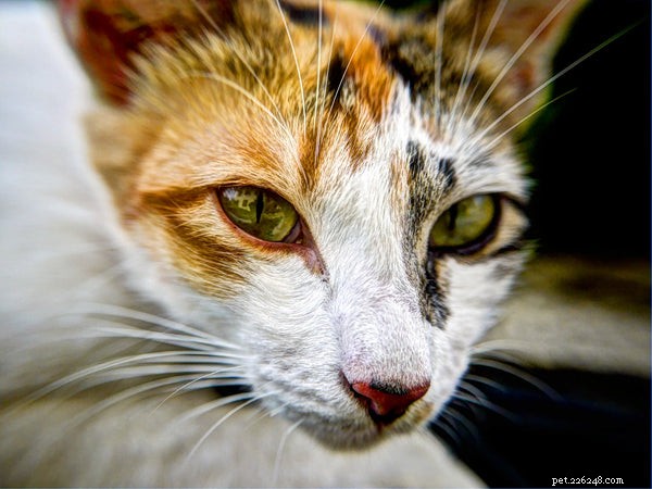 Hier zijn de top 5 kattenziekten die u moet kennen