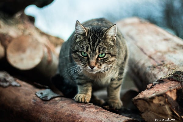 Вот 5 главных болезней кошек, о которых вам следует знать