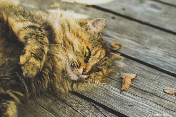 Här är de fem bästa kattsjukdomarna du bör känna till