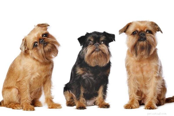 Zábavné věci, které byste měli vědět o štěně bruselského grifonka