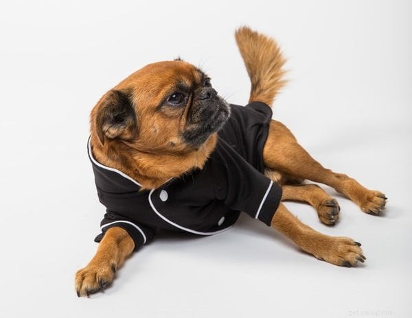 Zábavné věci, které byste měli vědět o štěně bruselského grifonka