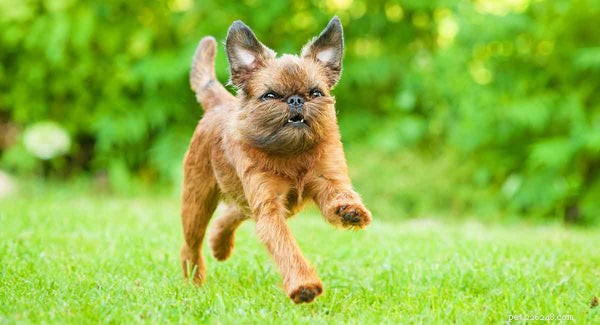 Roliga saker att veta om Brussels Griffon Puppy