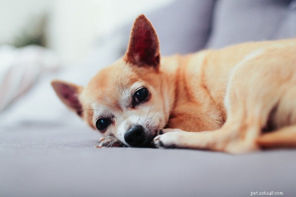 Melhores cães em miniatura:veja estas 7 principais raças