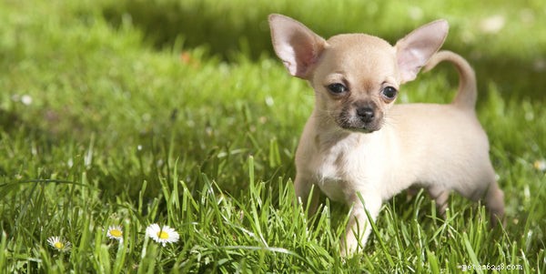 Melhores cães em miniatura:veja estas 7 principais raças