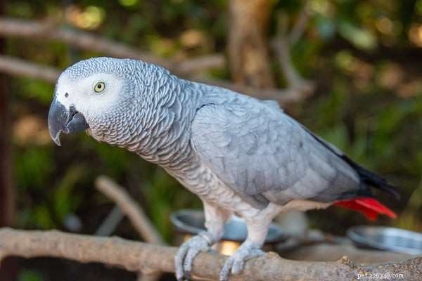 Känn till dessa 5 bästa papegojortyper