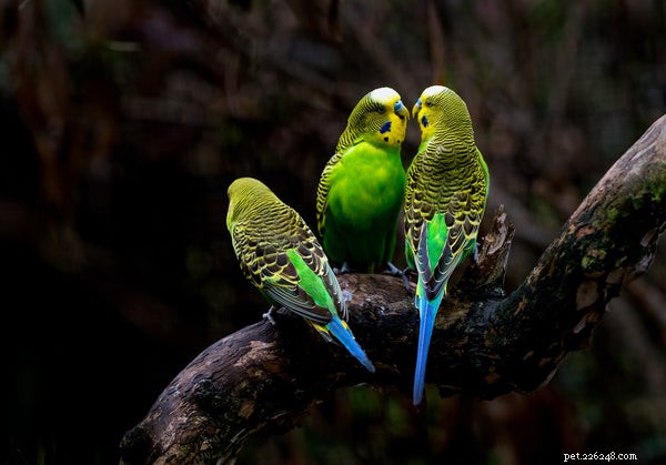 Знакомство с этими 5 основными видами попугаев
