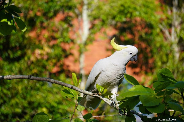 Знакомство с этими 5 основными видами попугаев