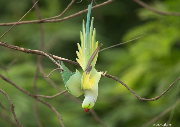 Känn till dessa 5 bästa papegojortyper