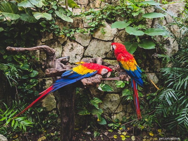Conheça estes 5 principais tipos de papagaios