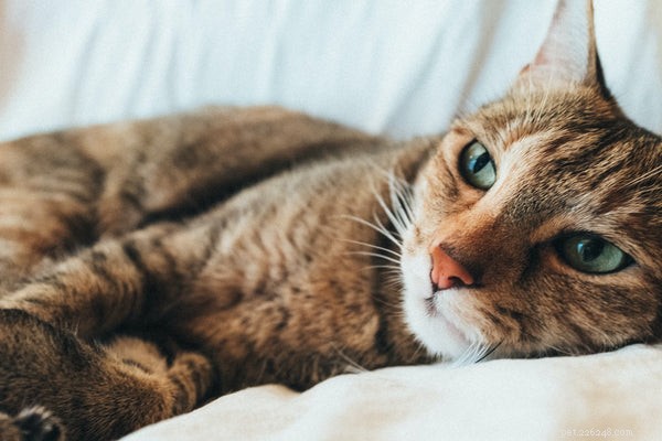 Интересные факты о кошачьем носу