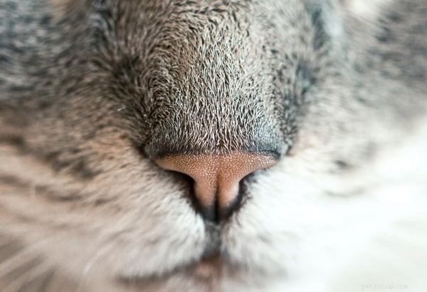 Fatos interessantes sobre o nariz de gato