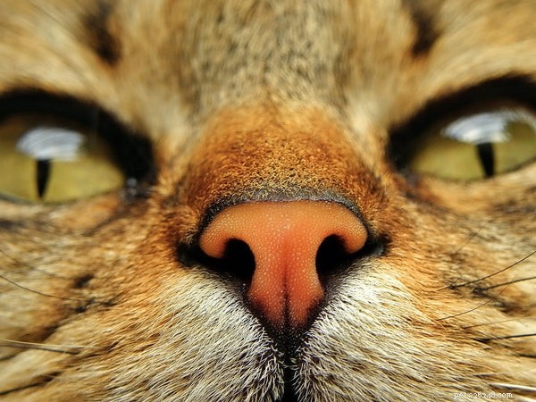 猫の鼻についての興味深い事実 