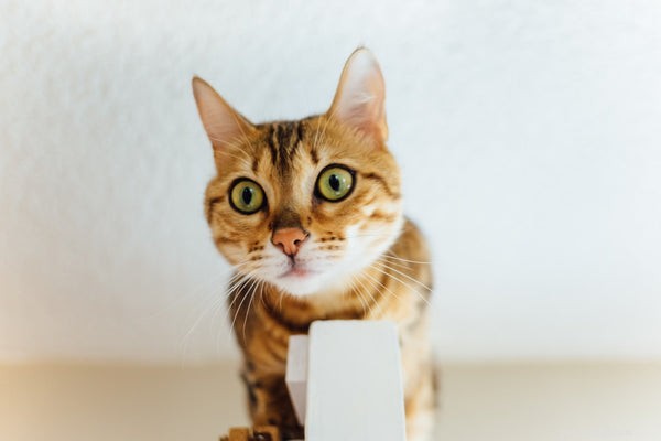 Zajímavá fakta o kočičím nose