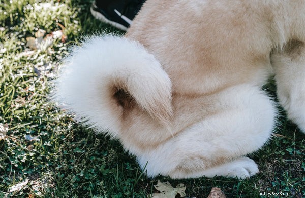 Perché i cani inseguono la coda:ecco i 5 motivi principali